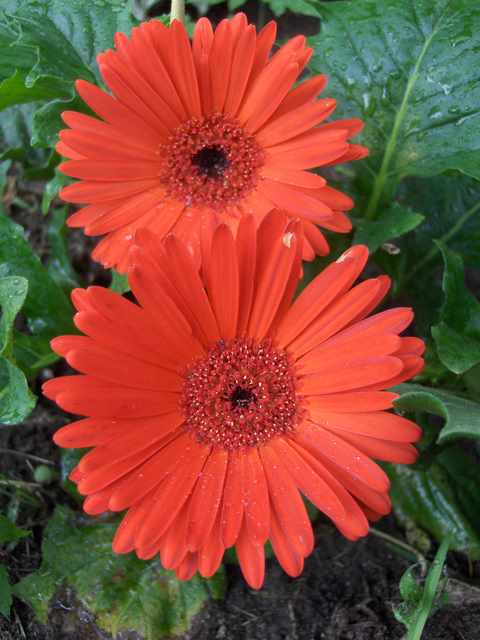 Photo of flowers