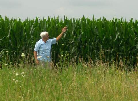 Photo proving the corn is knee high by July Fourth.
