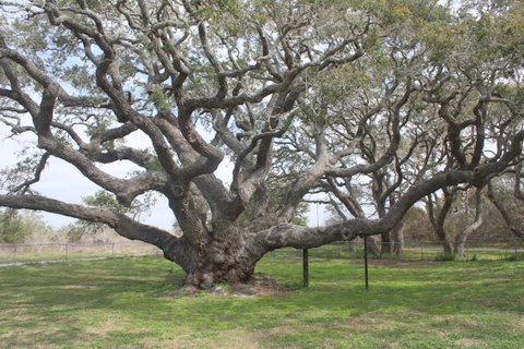 The Big Tree Photo of The Big Tree, Lamar, Texas