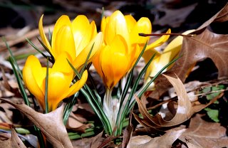 Photo of yellow crocus.